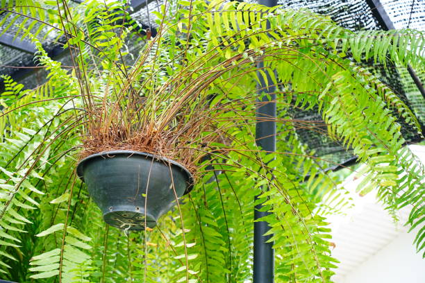 istock Fern hanging decorated the place 1323186812