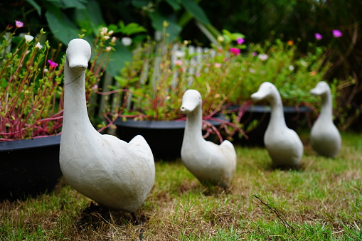 White Duck statue Decorated in the garden