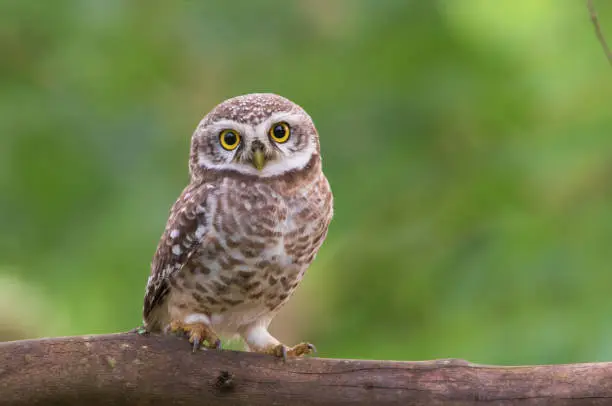 Spotted owlet posing in front of the camera