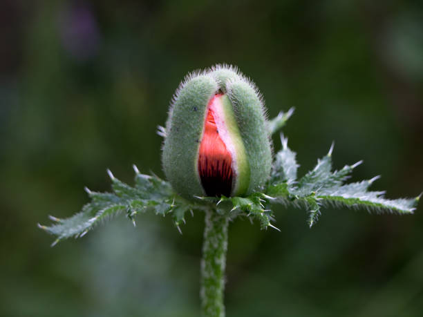 赤いケシの芽は暗い背景にクローズアップ - poppy bud ストックフォトと画像
