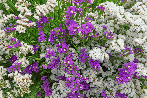 Colorful flowers of  Mediterranean plant  of sea lavender ( Limonium sinuatum ) in garden, background