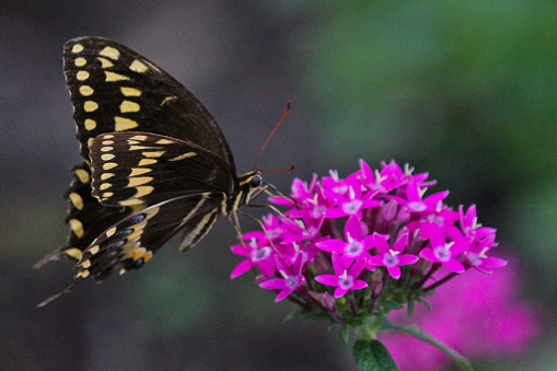 Backyard birding and watching the butterflies sharing the nectar on the Lantana and Penta in bloom. Gardening is so rewarding!