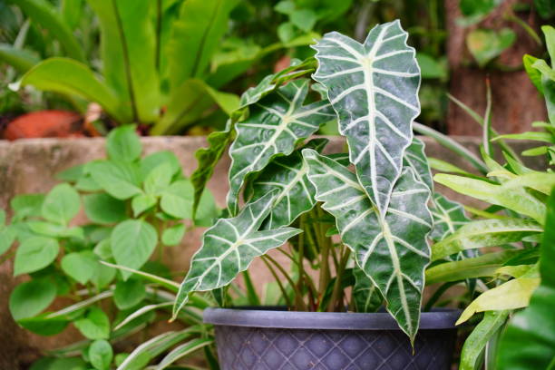 elephant Caladium tree Green plant In the pot Elephant Ear Plant stock pictures, royalty-free photos & images