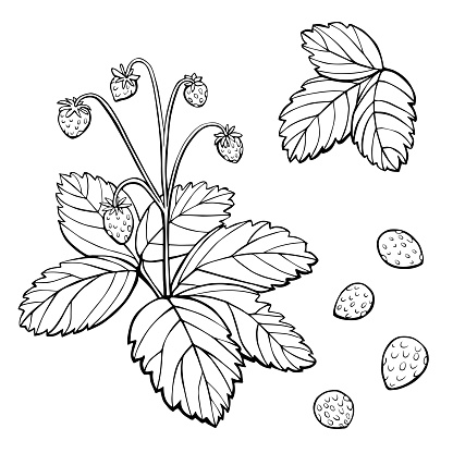 Line art strawberry set, berries and leaves. Hand drawn vector illustration isolated on white background.