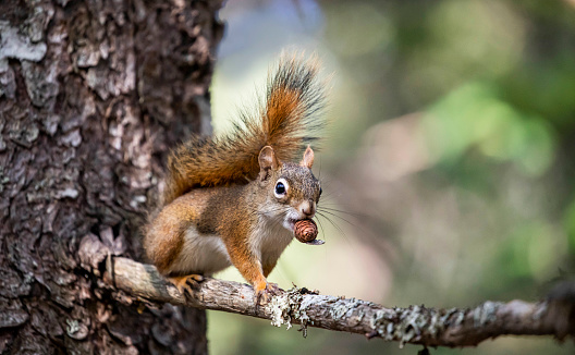 The squirrel sits on a branches in the winter or autumn. Eurasian red squirrel, Sciurus vulgaris