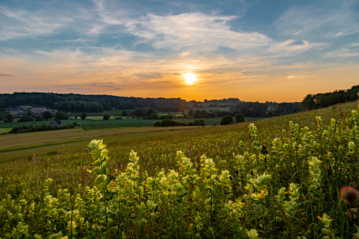 A warm sunset over the rolling hills of the Sint Pietersberg in the south of Limburg near Maastricht. The last sunbeams give a golden colour over the hills and the field with wild yellow orchids.