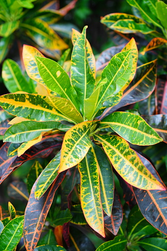 plant codiadeum variegatum leaf