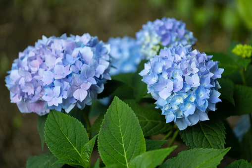 bleu and purple endless summer hydrangea