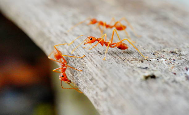 istock Red Ant on wooden 1323192698