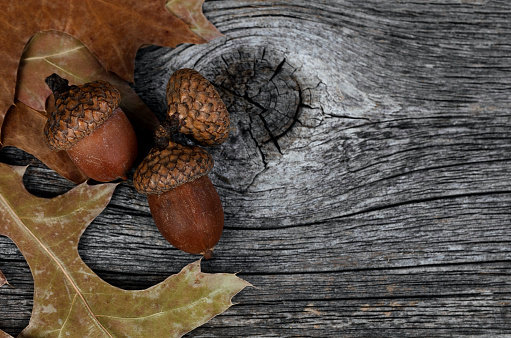 Seasonal acorns with oak leaves on rustic wood background for Thanksgiving or Halloween holiday in macro view