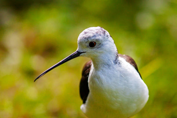 istock Young stilt in close-up of the front 1323193190