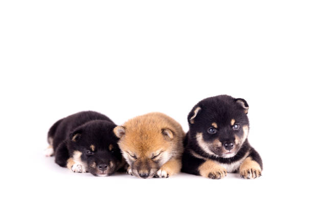 Puppy dog, Three Shiba Inu on a white background. Shiba Inu is a Japanese dog that is famous all over the world. Puppy dog, Three Shiba Inu on a white background. Shiba Inu is a Japanese dog that is famous all over the world. shiba inu black and tan stock pictures, royalty-free photos & images
