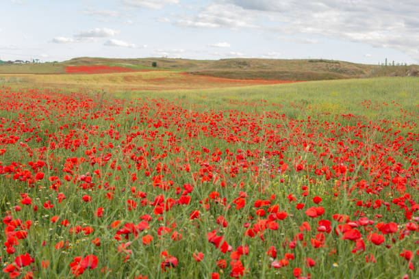 istock Beautiful blooming poppy field in summer. 1323193996