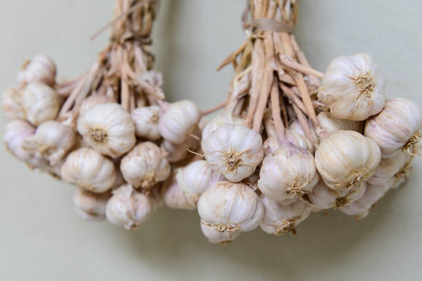 ajo colgante en secado - garlic hanging string vegetable fotografías e imágenes de stock