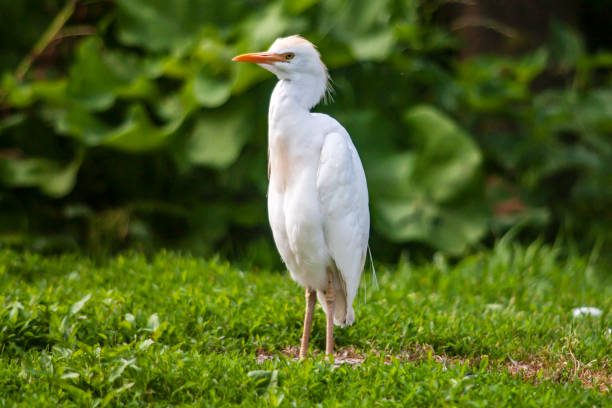 Ox-guard heron in the meadow