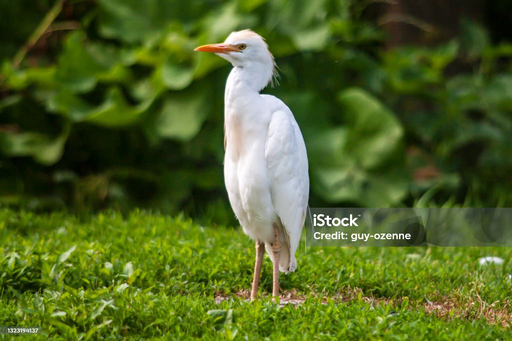 Ox-guard heron in the meadow Shooting at 400 mm, 200 iso, f 3.5, 1/1000 second Cattle Egret Stock Photo