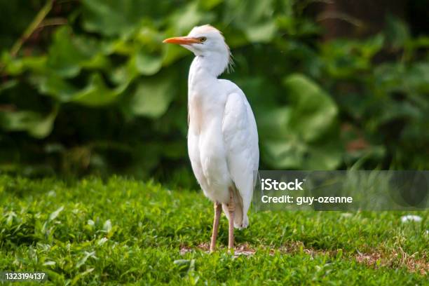 Oxguard Heron In The Meadow Stock Photo - Download Image Now - Cattle Egret, Animal, Animal Wildlife