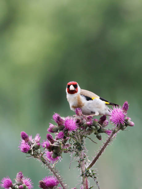 istock European Goldfinch (Carduelis carduelis) Feeding on Thistle 1323194269