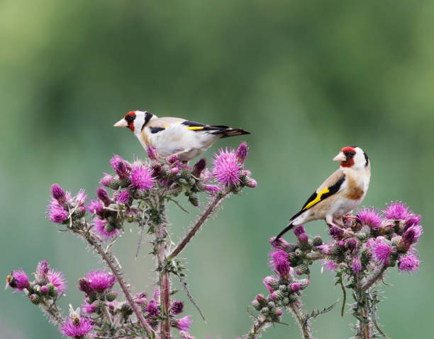 istock European Goldfinch (Carduelis carduelis) Feeding on Thistle 1323194275