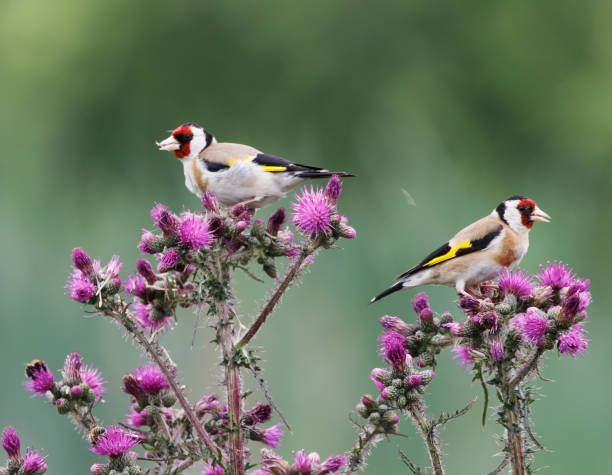istock European Goldfinch (Carduelis carduelis) Feeding on Thistle 1323194285