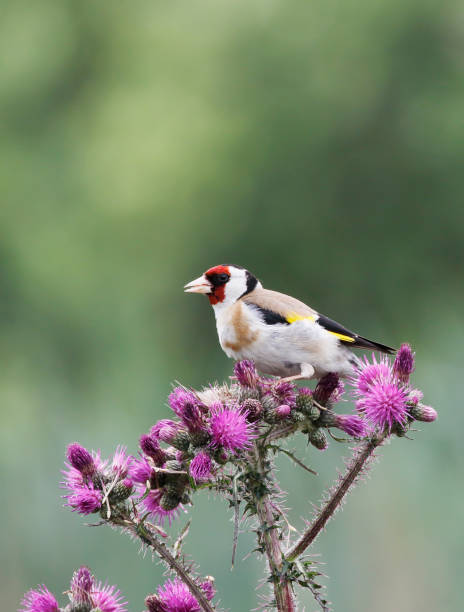istock European Goldfinch (Carduelis carduelis) Feeding on Thistle 1323194305