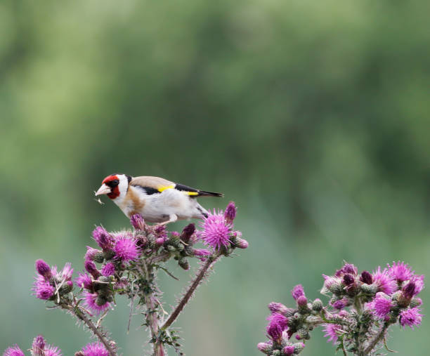 istock European Goldfinch (Carduelis carduelis) Feeding on Thistle 1323194313