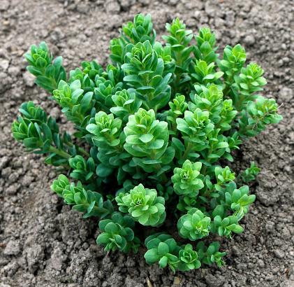 Sedum plant also known as stonecrop or crassula in a flowerbed in a garden