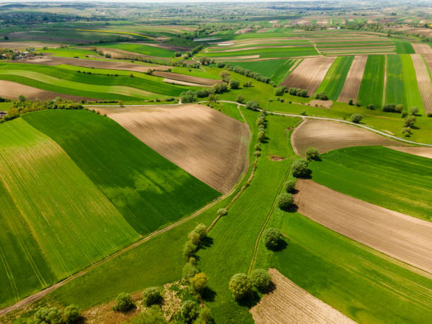 Vibrant Green Agriculture Fields. Fresh Crop Plants Growing on Farmland.Drone View stock photo