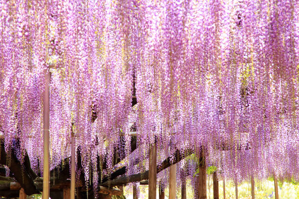 istock Beautiful purple wisteria 1323196298