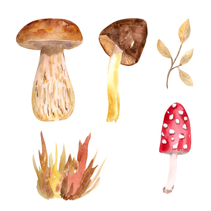 Watercolor illustration. Autumn set of mushrooms and flora elements