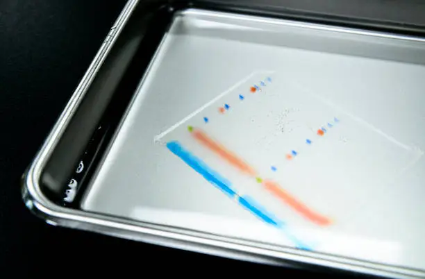 Polyacrylamide gel including separated protein ladder markers and protein samples on the stainless steel tray