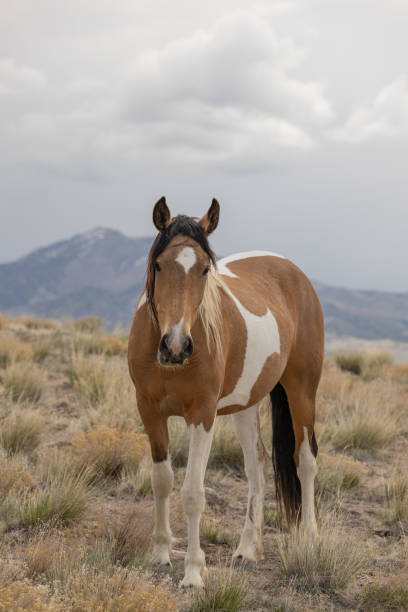 istock Wild Horse in Utah in Springtime 1323198443