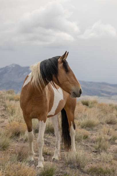 a wild horse in springtime in the Utah desert
