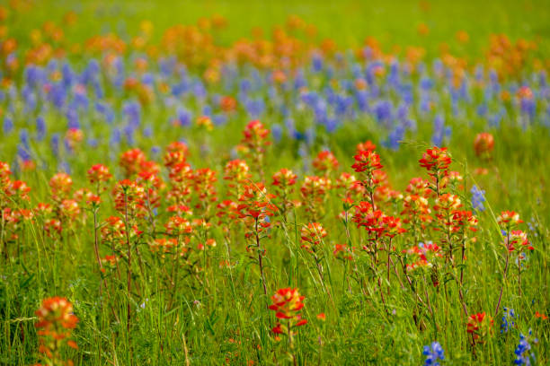 istock Indian paintbrushes and bluebonnets on a spring day 1323198602