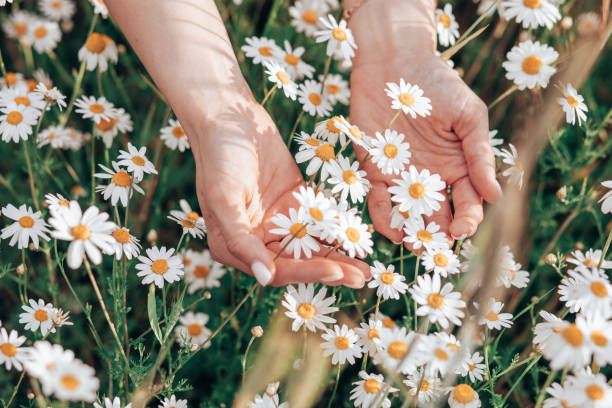 ręka kobiety trzymającej świeże białe stokrotki na zielonej łące w tle - chamomile plant daisy spa treatment chamomile zdjęcia i obrazy z banku zdjęć