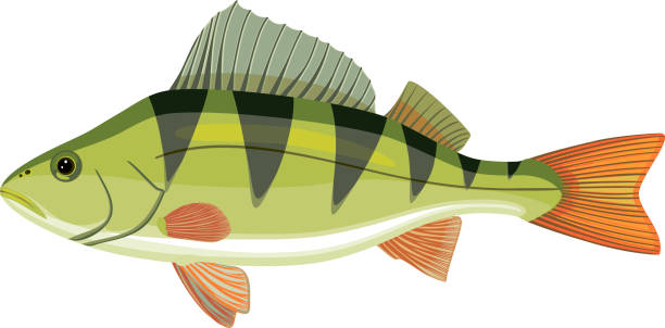 ilustrações, clipart, desenhos animados e ícones de poleiros (perca fluviatilis) peixe de água doce isolados no fundo branco - perch