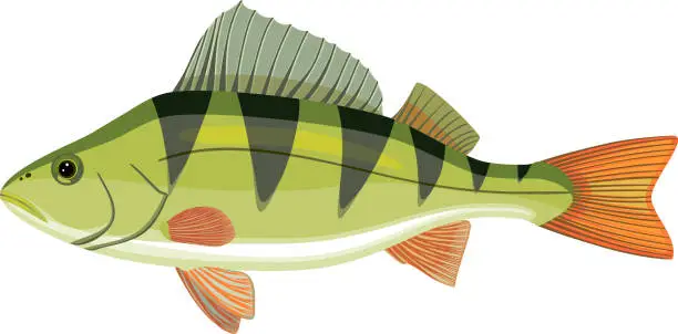 Vector illustration of Perch (Perca fluviatilis) freshwater fish isolated on white background
