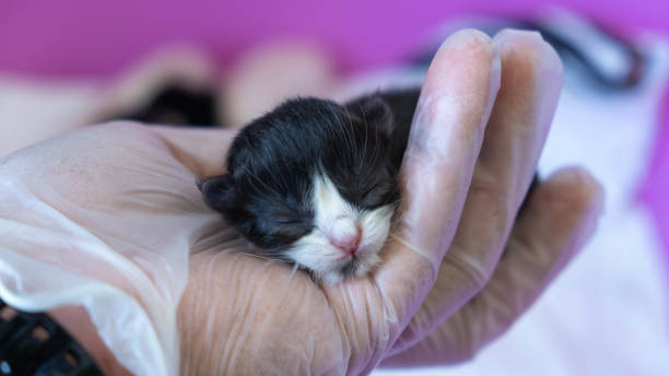 newborn persian cat newborn black and white persian cat newborn animal stock pictures, royalty-free photos & images