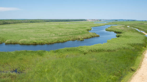 istock a lake surrounded by reeds 1323199848