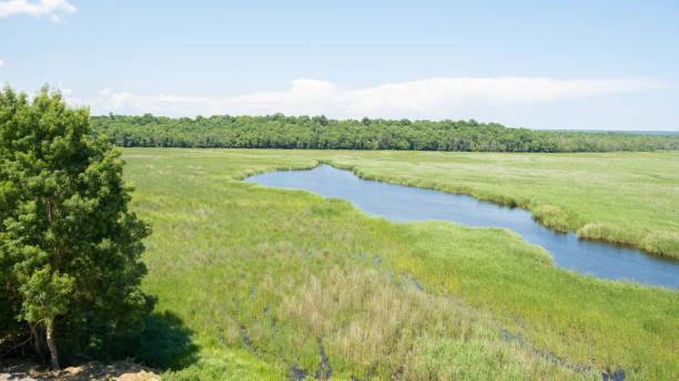 istock a lake surrounded by reeds 1323199857