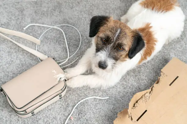 Jack Russell Terrier dog made a home mess, left alone, chewed on his bag, phone cable. Without the owner. Guilty funny face. Bad Dog Behavior. Damage. Gnawed, chewed stuff