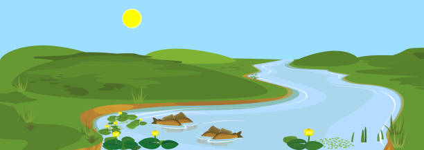 ilustraciones, imágenes clip art, dibujos animados e iconos de stock de paisaje de verano de dibujos animados con río, cielo azul, bancos verdes y peces de desove - ribera