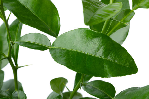 istock Fresh Kaffir lime leaves close up 1323201069