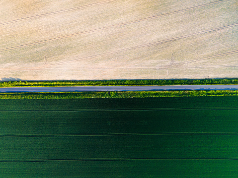 Road Trough Farm Fields. aerial Drone View.Panoramic View of Spring Crop Plants growing in Farmland. Drone View.