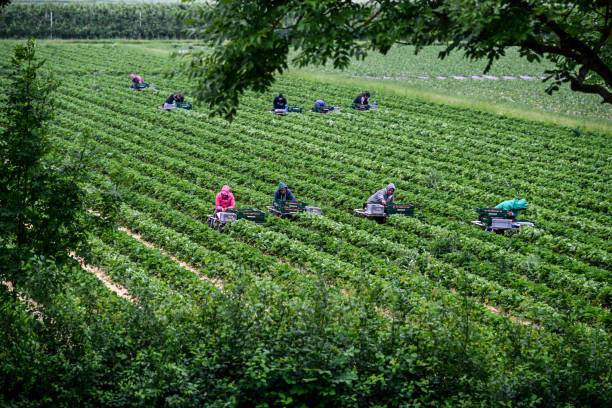 des dizaines d’agriculteurs saisonniers travaillent dur pendant la récolte des fraises dans la région du bas-rhin, en allemagne - neuss photos et images de collection