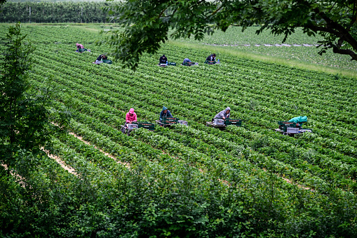 Korschenbroich, May 12, 2021 - Unidentified seasonal farmers harvesting strawberries in the Lower Rhine region, Germany