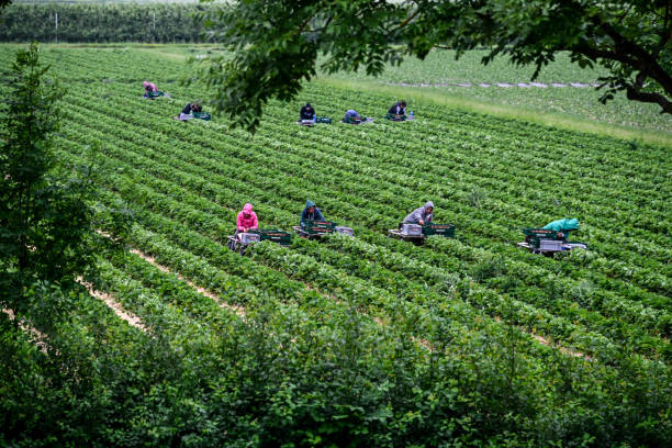 десятки сезонных фермеров усердно работают во время сбора клубники в районе нижнего рейна, германия - neuss стоковые фото и изображения