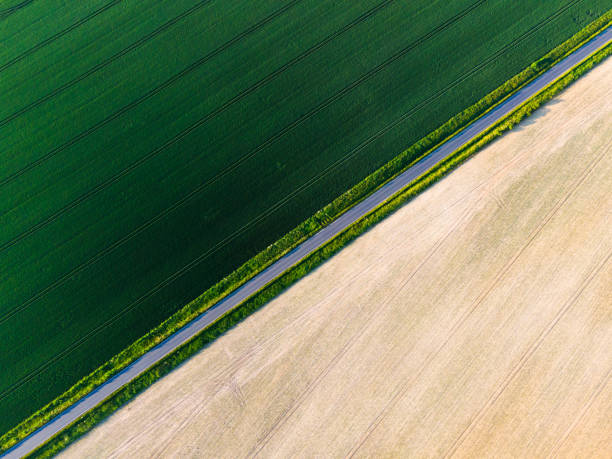 istock Panoramic View of Spring Crop Plants growing in Farmland. Drone View 1323201656
