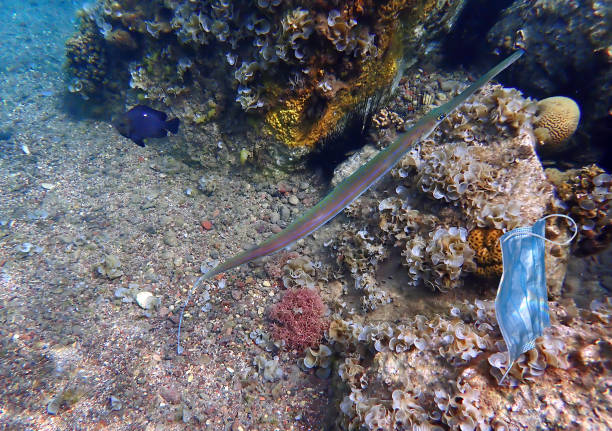 Cornetfish (Fistularia commrsonii) swims among coral reefs near discarded medical mask Cornetfish (Fistularia commrsonii) swims among coral reefs near discarded medical mask as human induced factor of polluting marine ecosystems and negatively influencing on  biodiversity in oceans smooth cornetfish stock pictures, royalty-free photos & images