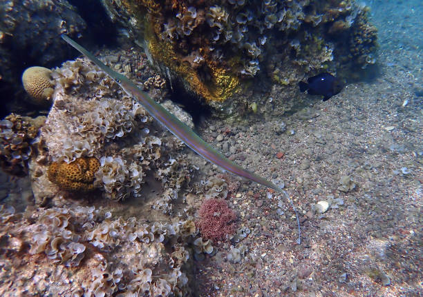 Cornetfish (Fistularia commrsonii), Red Sea, Sinai, Middle East Cornetfish (Fistularia commrsonii), belongs to the family Fistularidae, it   inhabits waters of the Red Sea, Middle East. The fish belongs to the family Fistularidae, inhabits open waters near coral reefs, as adult it reaches a length of 2 m, rarely uses as marine fishing object smooth cornetfish stock pictures, royalty-free photos & images